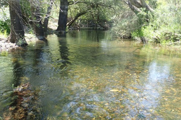 Tuolumne River Conservancy California - Duck Slough - Improved juvenile rearing habitat for salmon and trout